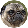 Emma der Seemanns-Mops Emma